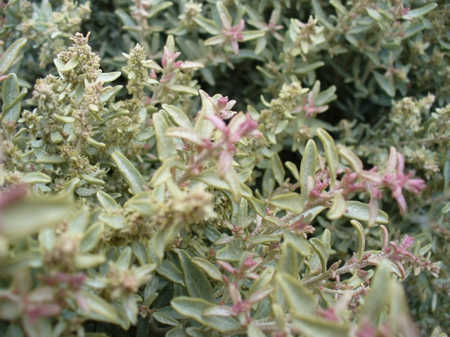 Chenopodiaceae: Atriplex gardneri  - Peninsula Valds (Argentina)